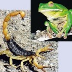 frog-scorpion